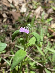 Rostellularia obtusa