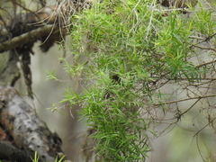 Melaleuca trichostachya