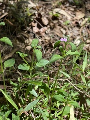 Rostellularia obtusa