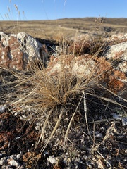 Stipa glareosa