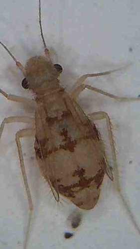 Dorypteryx longipennis