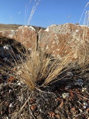 Stipa glareosa