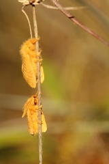 Megalopyge pyxidifera