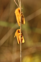 Megalopyge pyxidifera