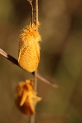 Megalopyge pyxidifera