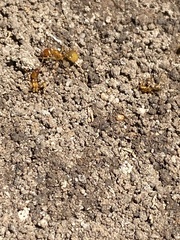 Aphaenogaster pythia