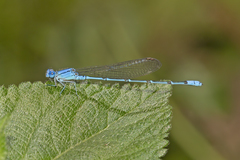 Pseudagrion cingillum