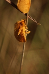 Megalopyge pyxidifera