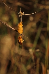 Megalopyge pyxidifera