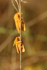 Megalopyge pyxidifera