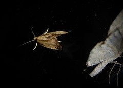 Tingena chloradelpha