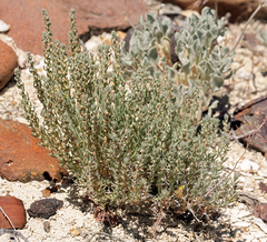 Neokochia americana