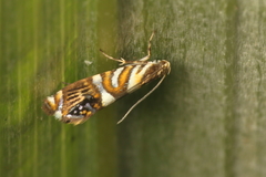 Protosynaema hymenopis