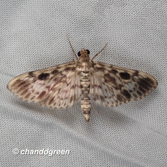 Rhimphaliodes macrostigma