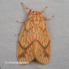 Barsine striata
