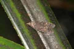 Heterocrossa iophaea
