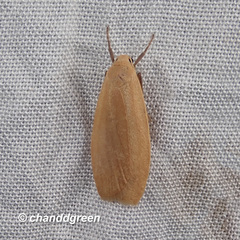 Manulea fuscodorsalis