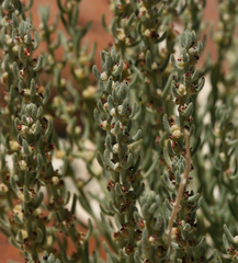 Neokochia americana