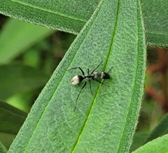 Camponotus