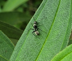 Camponotus