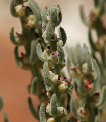 Neokochia americana