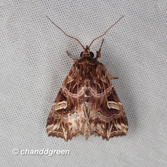 Callopistria exotica