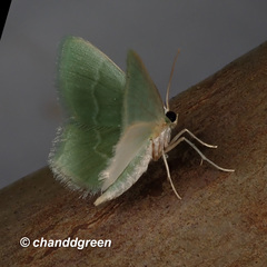 Idiochlora minuscula