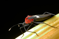 Leptoscelis militaris