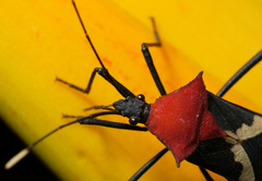 Leptoscelis militaris