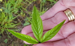 Cullen microcephalum