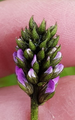 Cullen microcephalum