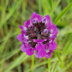 Cullen microcephalum