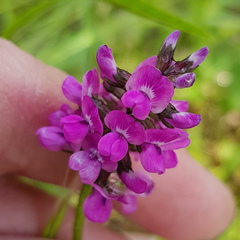 Cullen microcephalum