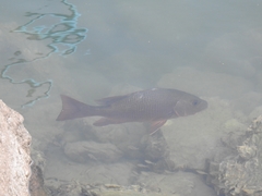 Lutjanus novemfasciatus