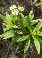 Darwiniothamnus lancifolius
