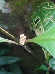 Palicourea axillaris
