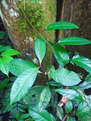 Palicourea axillaris