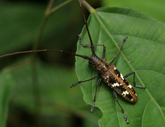 Taeniotes marmoratus