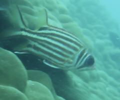 Sargocentron praslin