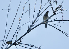 Turdus grayi