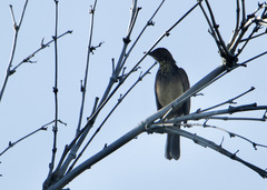 Turdus grayi