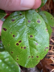 Mycosphaerella chimaphilae