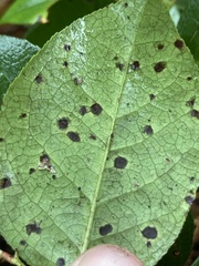 Mycosphaerella chimaphilae