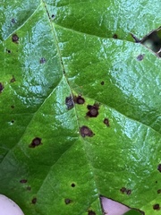 Mycosphaerella chimaphilae