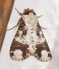 Condica mimica
