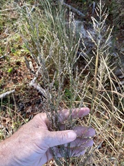 Panicum amarum amarulum