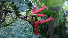 Iochroma fuchsioides