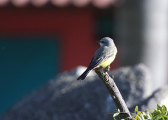 Tyrannus melancholicus