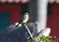 Tyrannus melancholicus
