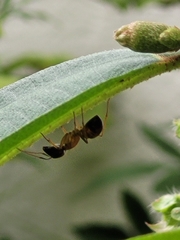 Camponotus